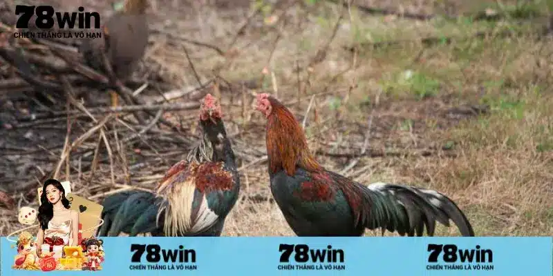 Điều kiện nhận thưởng khuyến mãi Nạp đầu đá gà