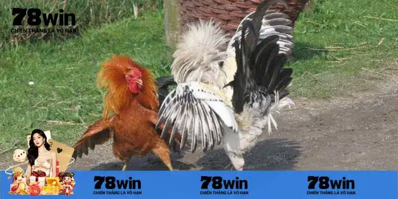 Giống gà đặc biệt trong đá gà Campuchia