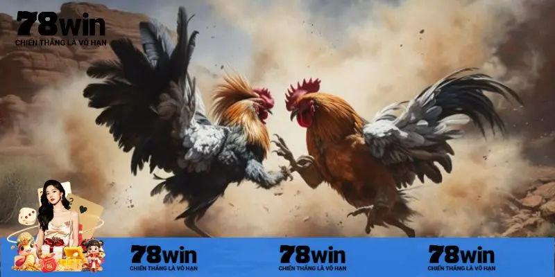 Khám phá khái niệm về đá gà trực tiếp Thomo