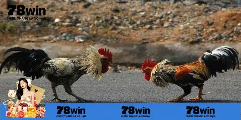 Khám phá đá gà trực tiếp hôm nay