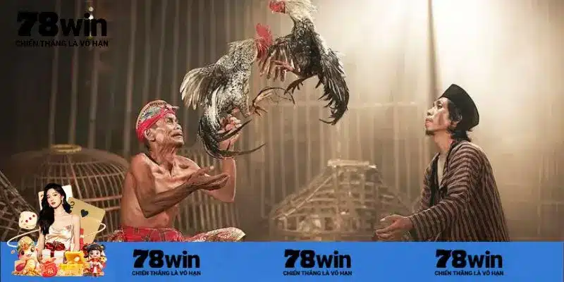 Khám phá sức mạnh chiến kê bí ẩn trong đá gà C3