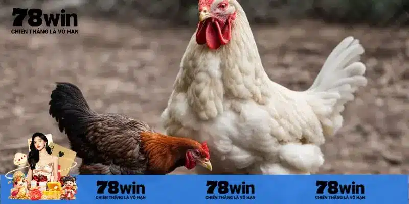 Lợi ích của việc theo dõi đá gà C3 trực tuyến