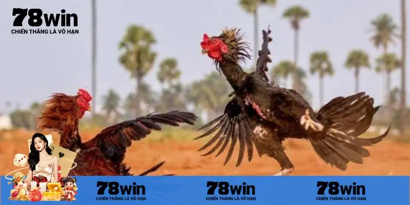 Mẹo chơi đá gà trực tiếp hôm nay hiệu quả