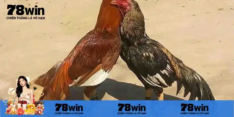 Một số đặc điểm nổi trội trực tiếp đá gà Campuchia