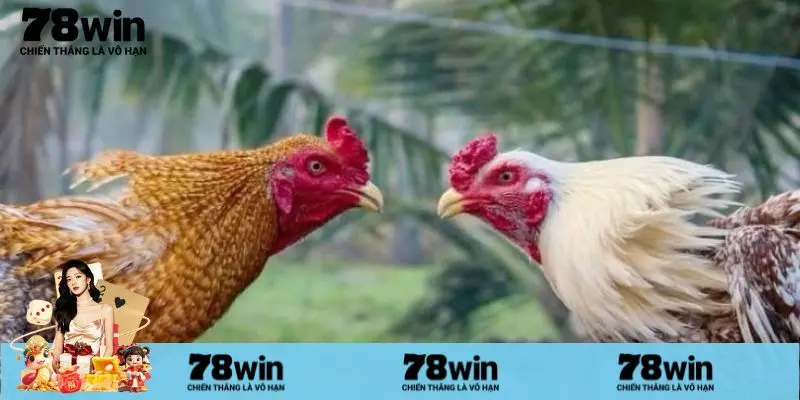 Vài nét về sự kiện Nạp đầu đá gà 78win